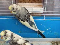 Yavrudan Çift Muhabbet Kuşu