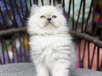 British Longhair Güzelliklerimiz