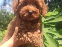 Toy poodle erkek yavru