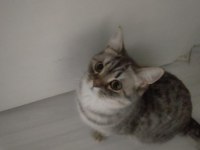 British shorthair kedisi