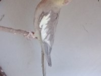 4 aylık sultan papağanı