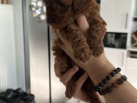 TOY POODLE SAHİPLENDİRİLECEK KÖPEĞİMİZ