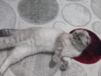 1 Yaşında Eğitimli Scottish Fold Prenses