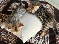 Küçük bengal kedisi kaplanlar