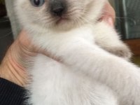 British blue point ve siyam yavrularımız teslime hazır