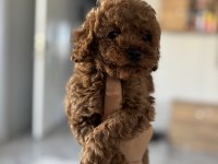 Üst düzey poodle bebek köpekler