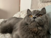 Asil beye sahiplenmek isteyen ulaşabilir british longhair