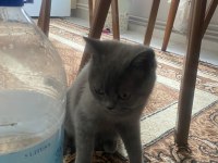 British Shorthair Erkek
