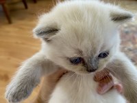 Yavru kedim british shorthair