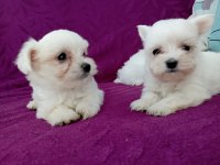 Orjinal maltese