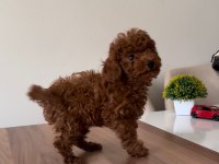 ÜST KALİTE TOY POODLE YAVRULARIMIZ