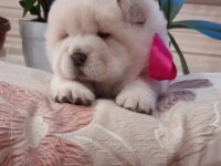 chow chow bebekler