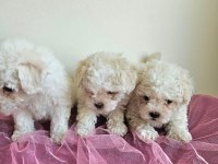 Maltipoo bebişler