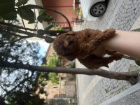 Kore kan toy poodle erkekler