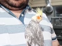 2 aylık ele alışkın sultan papağanı yavrusu