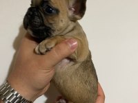 Balıkesir merkez Fransız Bulldog (french bulldog)