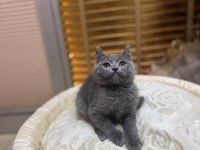 Britsh shorthair iki aylık