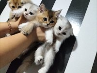 Silver shaded ve golden ny25 british shorthair yavrular