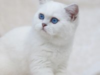 British shorthair dişi