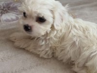 2.5 Aylık 0 Numara Maltese Terrier