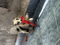 A kalite yavru köpekler