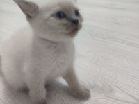 Safkan blue point british shorthair