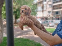 Pet eğitimli poodle yavrular