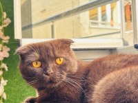 Scottish Fold Kedimiz Gofret İçin Kalıcı Yuva Arıyorum