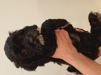 İki aylık terrier yavrusu
