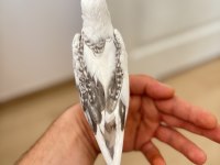 Heawy pied yavru ele alıştırmalık