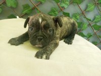 FRANSIZ BULLDOG YAVRULARIMIZ