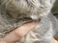 SCOTTİSH FOLD KEDİ 4 AYLIK