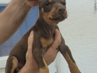 Kızıl Doberman Yavrularımız