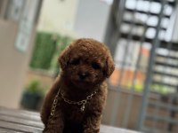 Kore Kan Poodle Bebekler