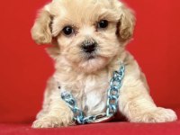 0 NUMARA EN MİNİ BOY MALTİPOO YAVRULAR