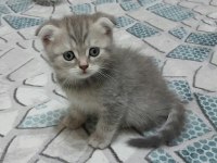 British shorthair