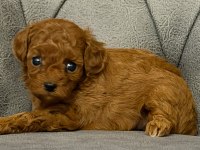 HER BÜTÇEYE POODLE
