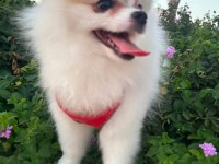Mini Pomeranian Dişi Yavru