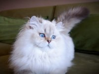 Full şecereli british longhair