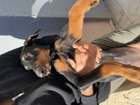 Orijinal doberman köpeği