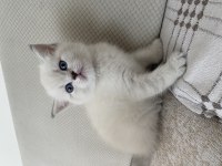 British shorthair annemizin ilk yavruları