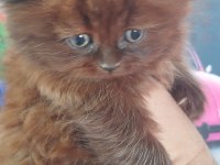 Chocolette british longhair efsane