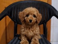 Yakısıklı Poodle Oğlanlar