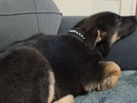 Köpeğimizin adı Linda