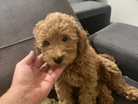 Toy poodle yavruları