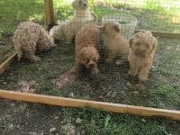 MALTİPOO Bebekler