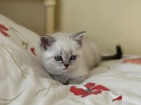 British shorthair