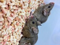 Wild Mice