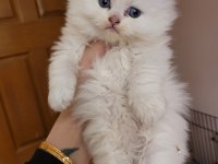 Minik panda muhteşem güzellik scottish