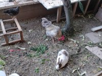 3 Aylık Horoz Ferikleri